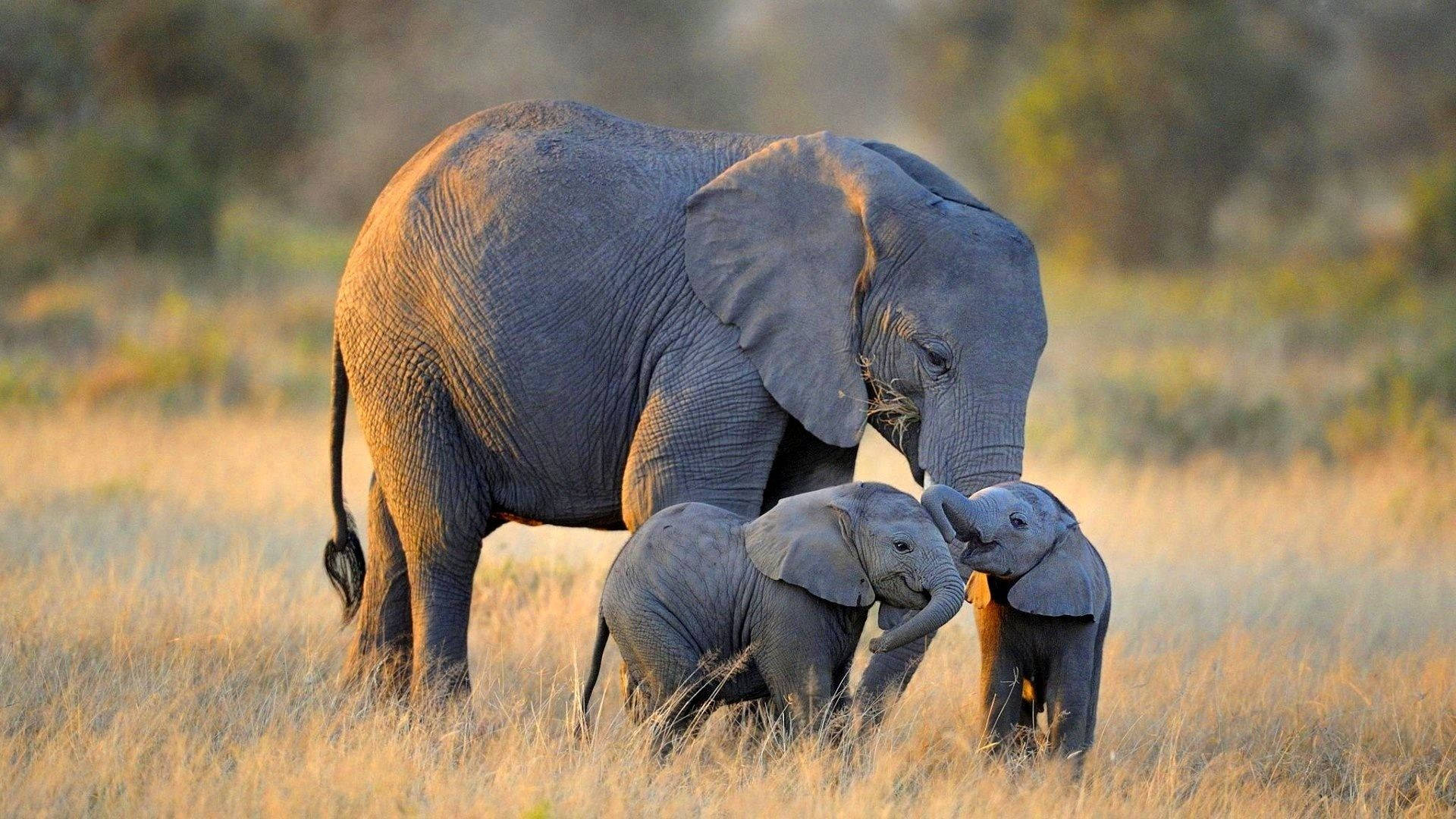 Lovely Family Of Elephant Hd Background