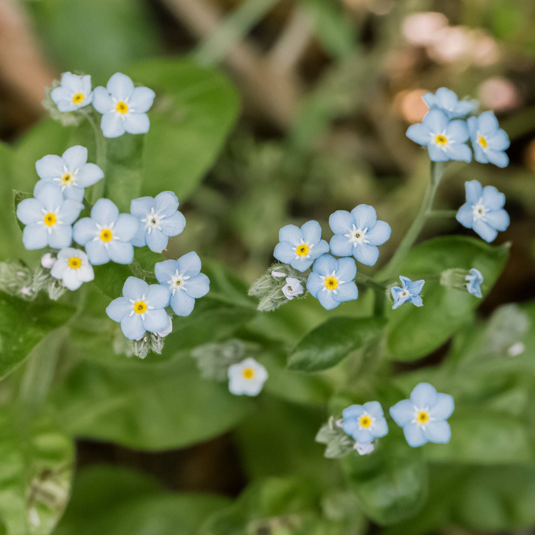 Lovely Forget Me Not Flowers Background