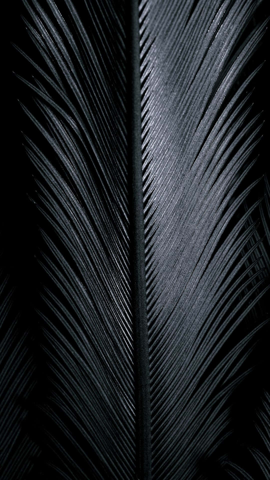Lovely Glossy Black Bird Feather Background