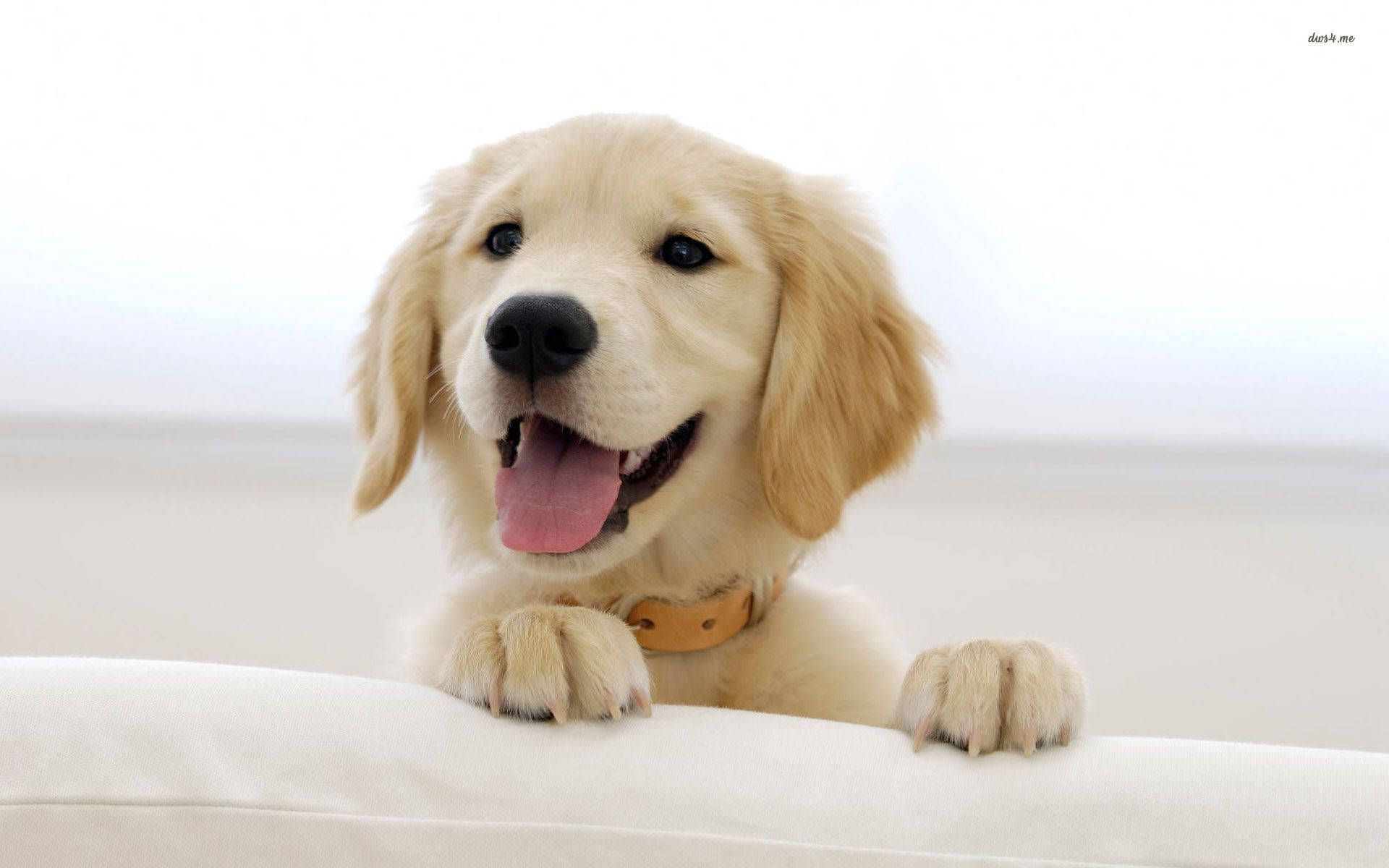 Lovely Golden Retriever Puppy Desktop Background