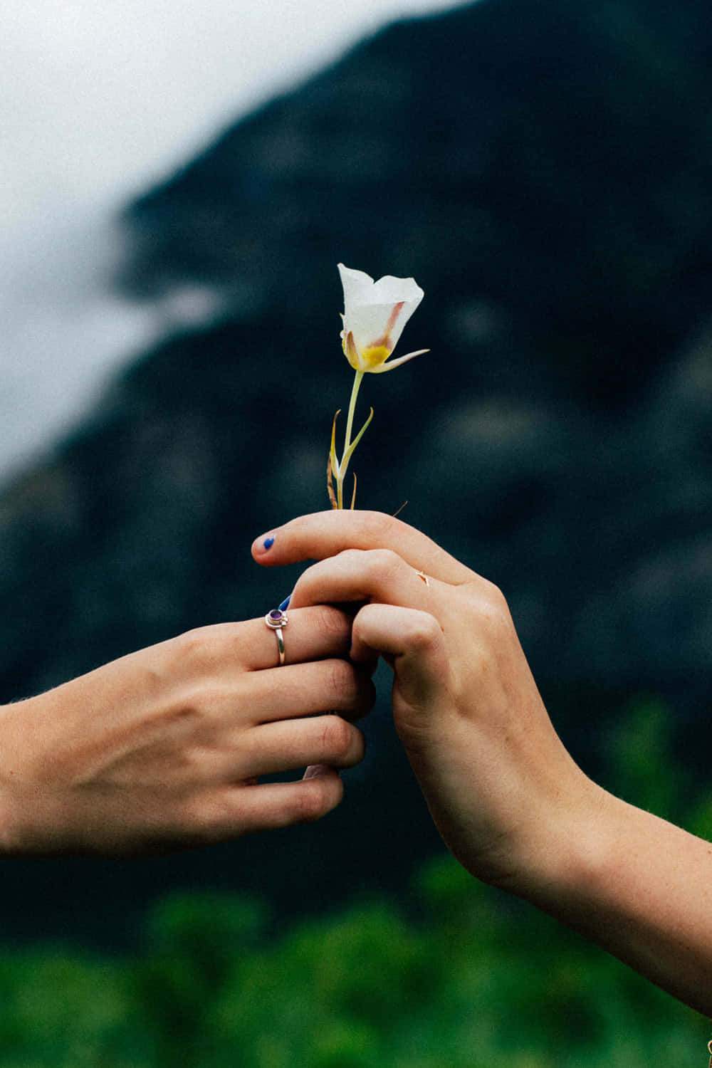 Lovely Hands Holding Rose [wallpaper] Background