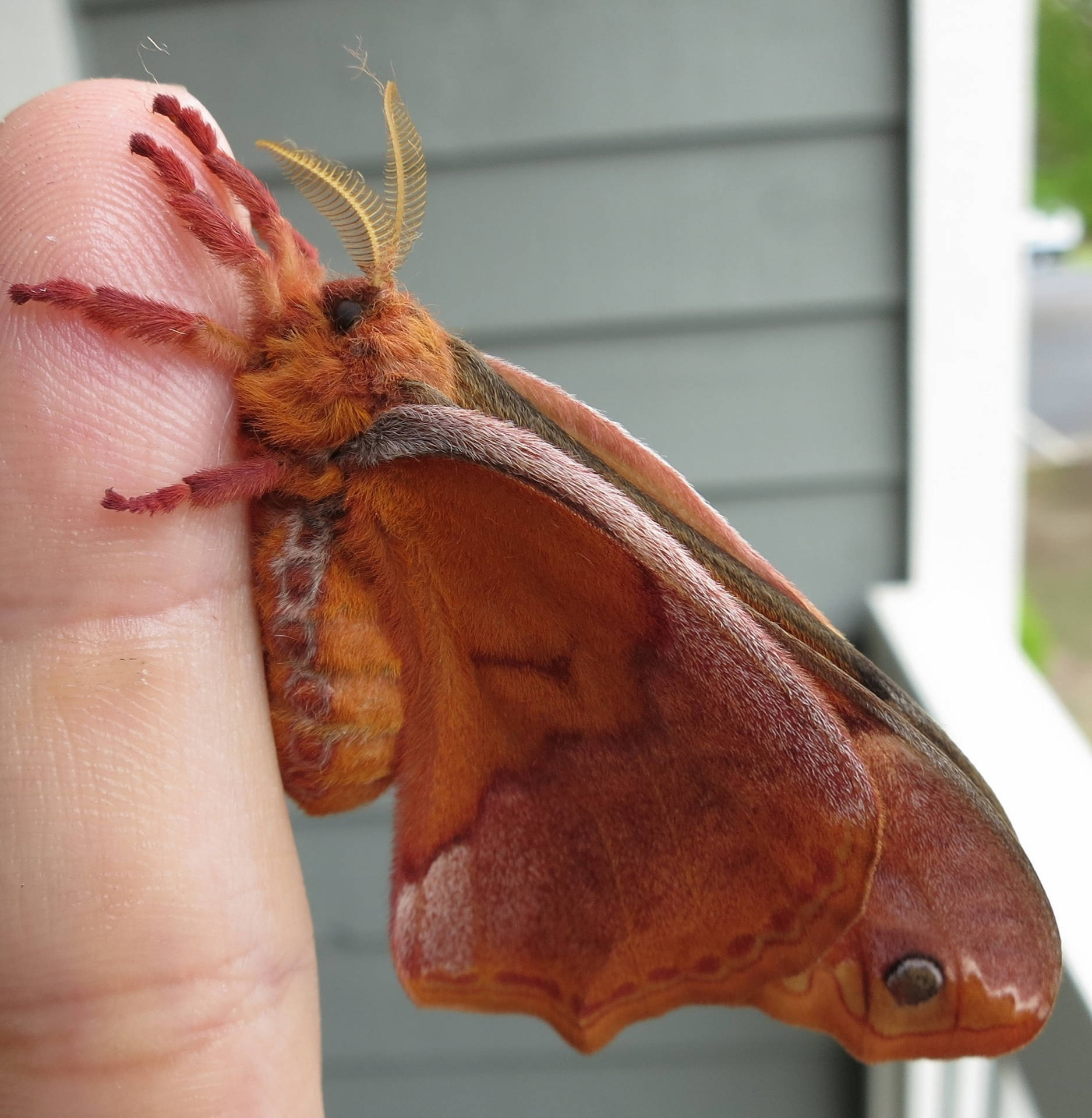 Lovely Huge Japanese Sweetbay Silkmoth Background