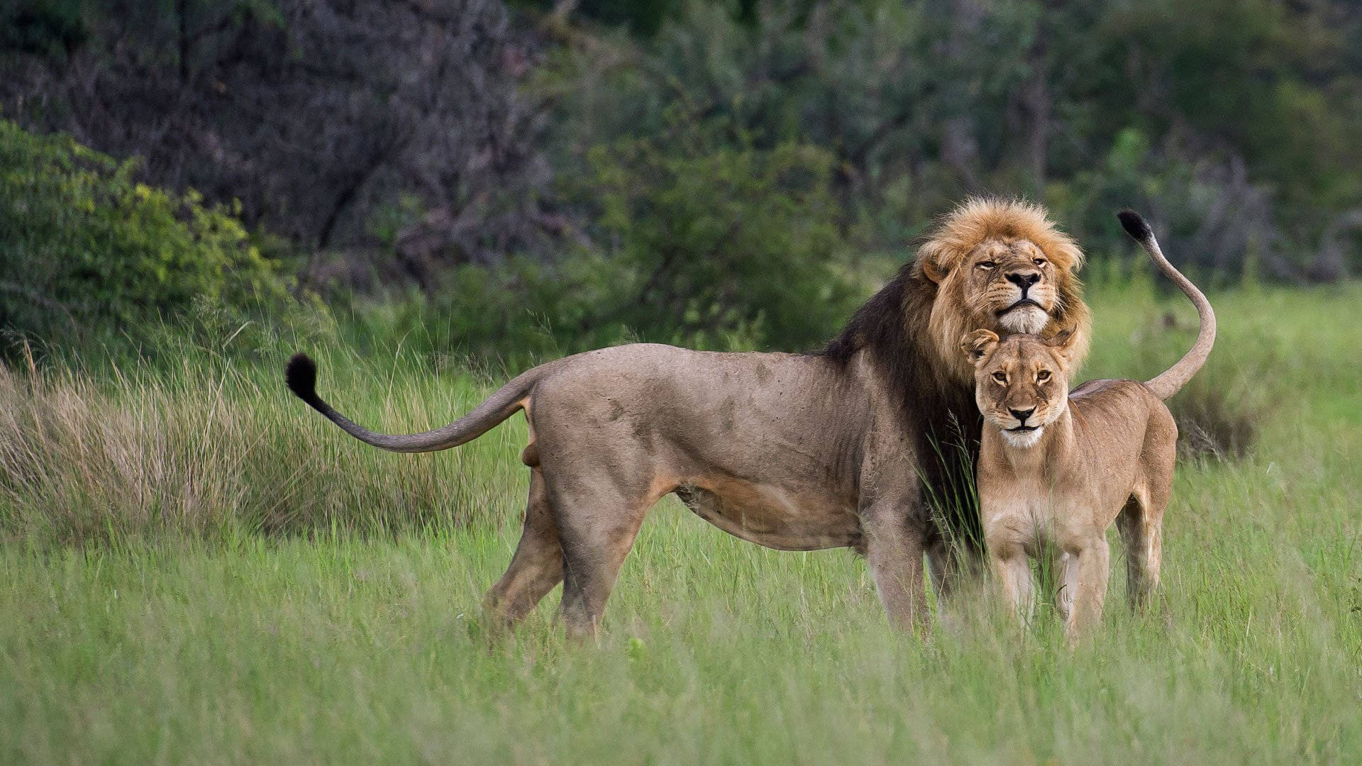 Lovely Lion Couple Background