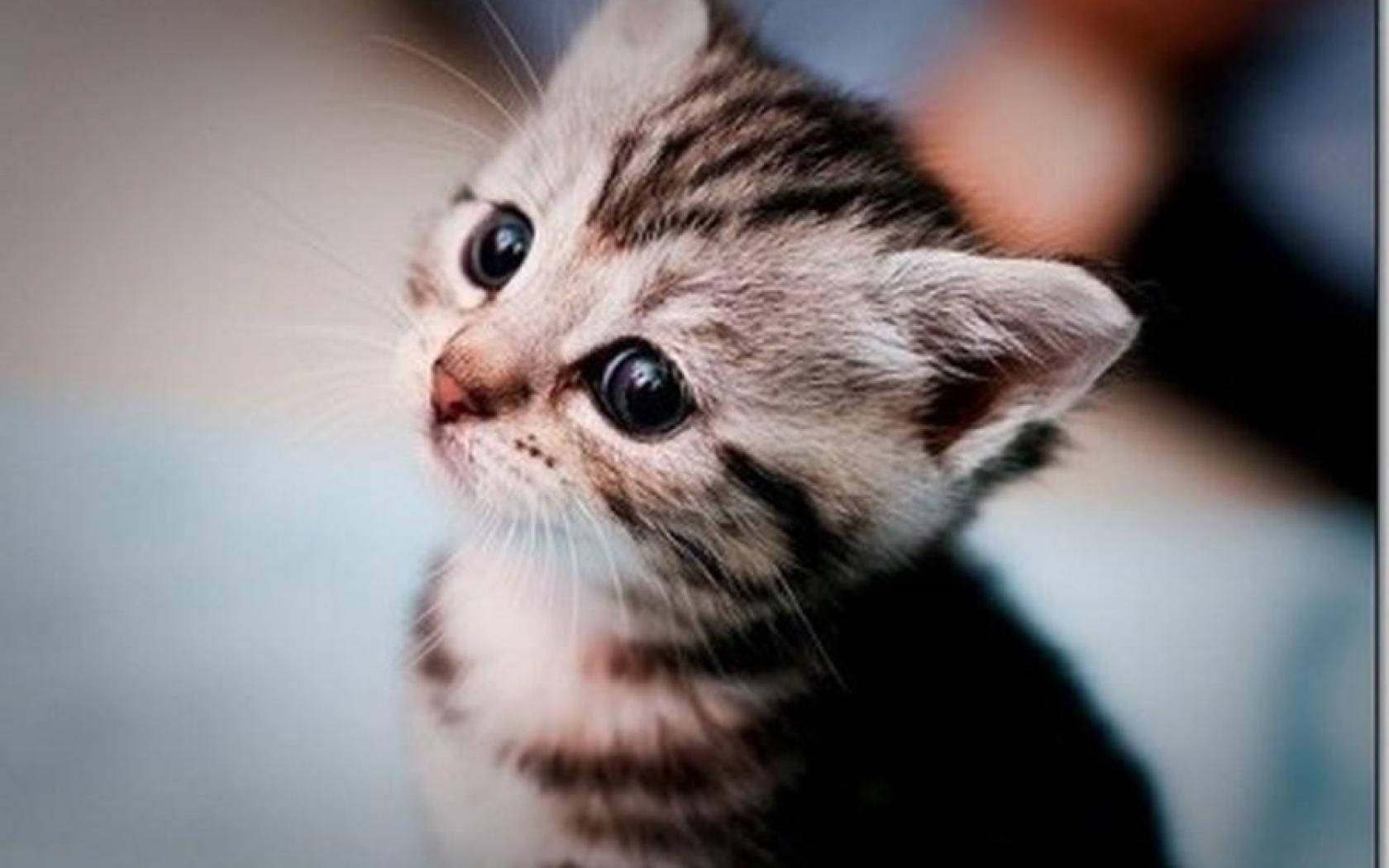 Lovely Little Kitten