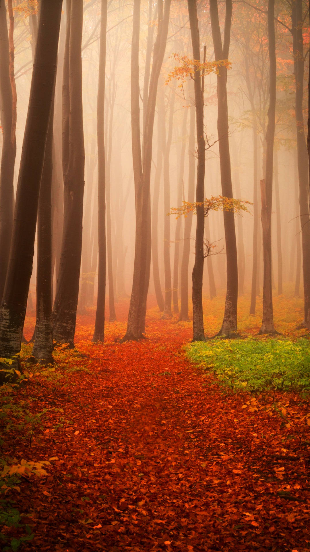 Lovely Misty Autumn Forest Iphone Background