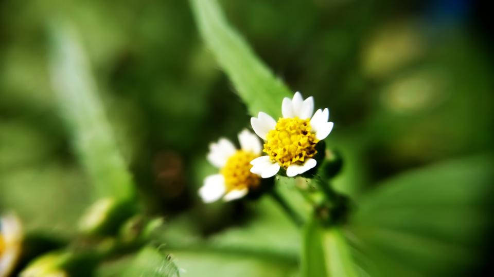 Lovely Nature Blurred Daisies Background