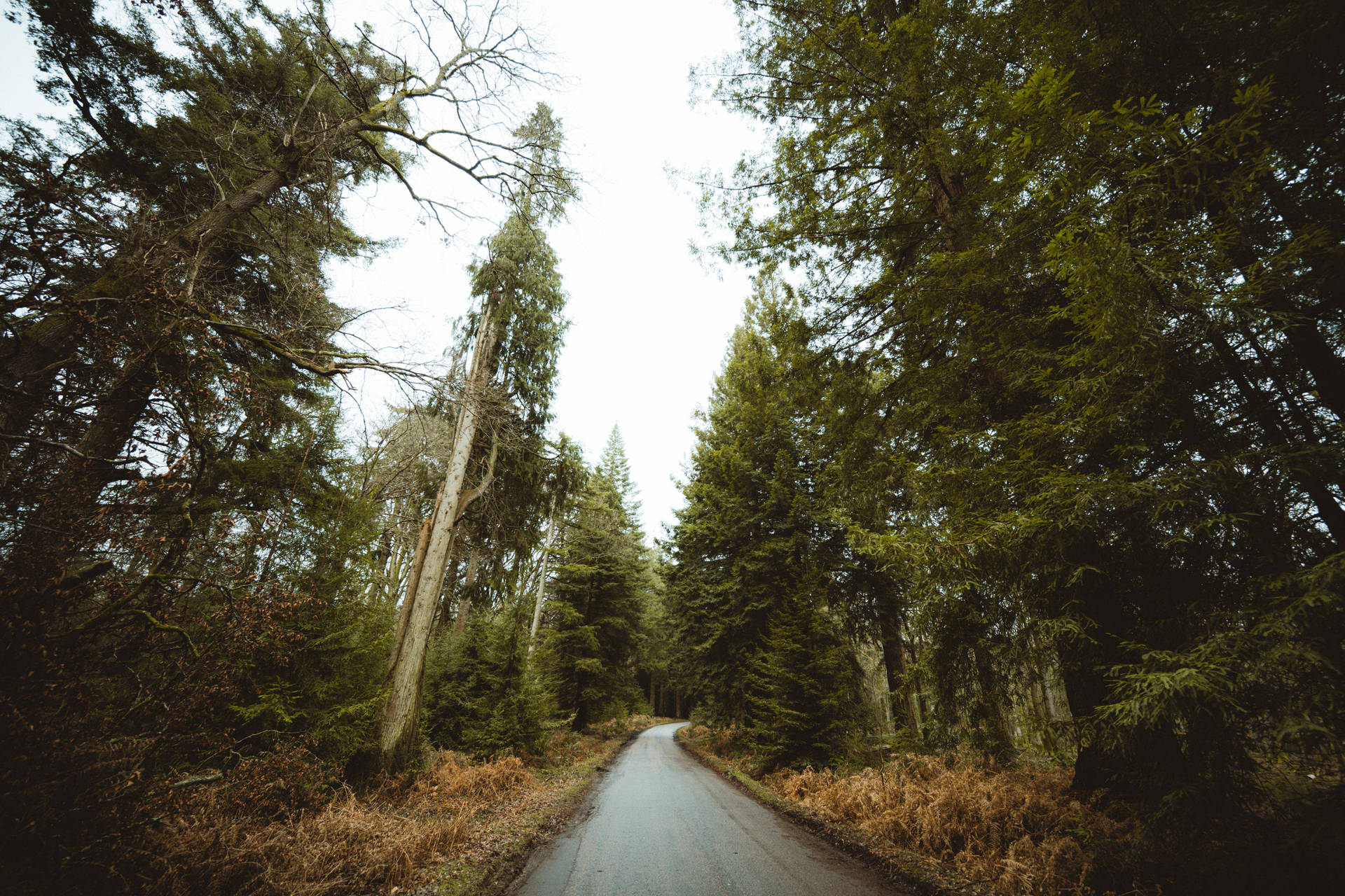 Lovely Nature Park Background