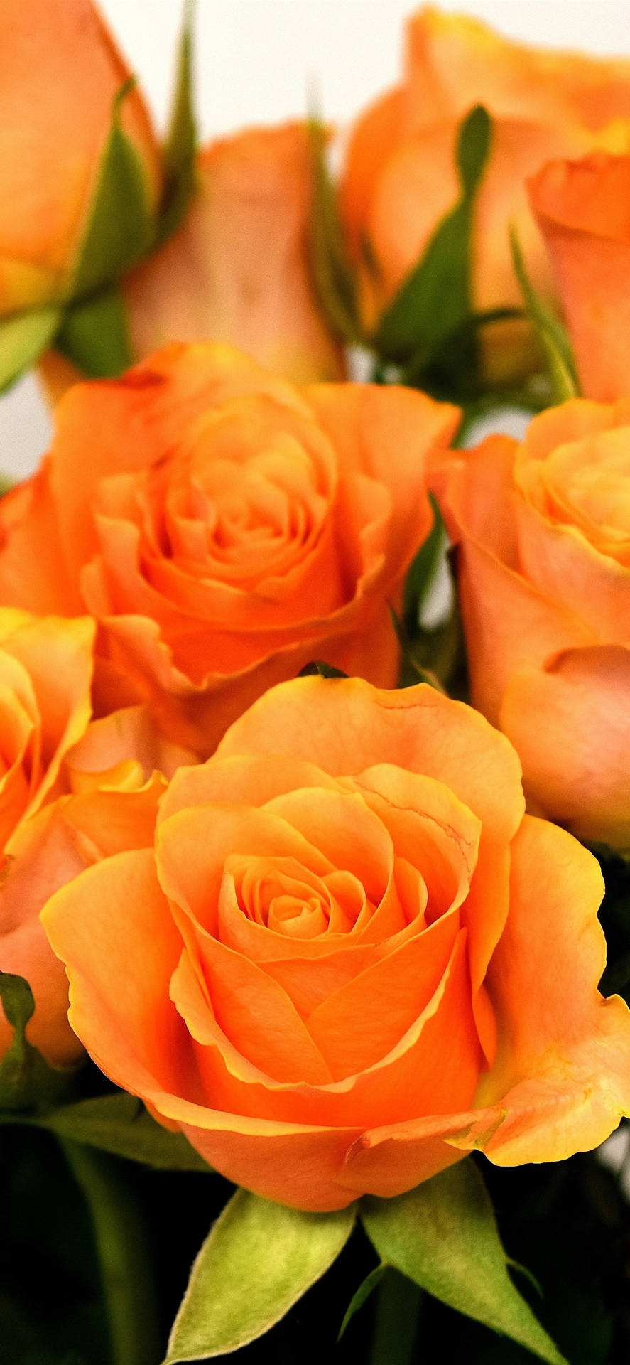 Lovely Orange Roses Background