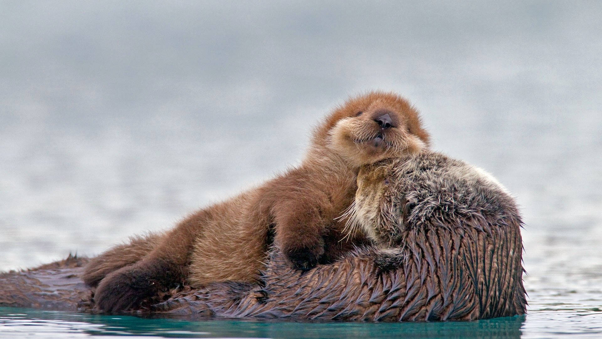 Lovely Otter Animal Background