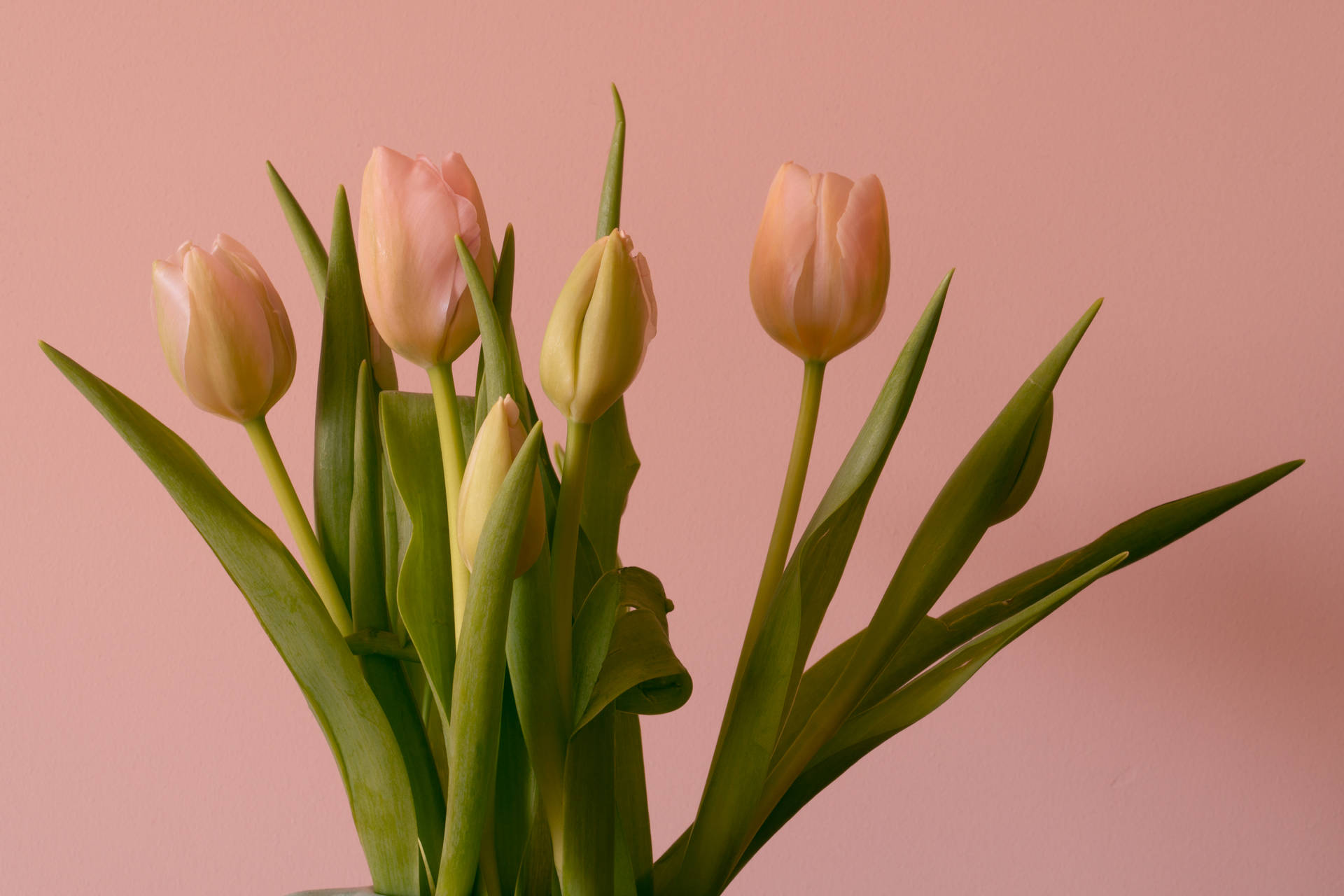 Lovely Peach Tulips Hd Background