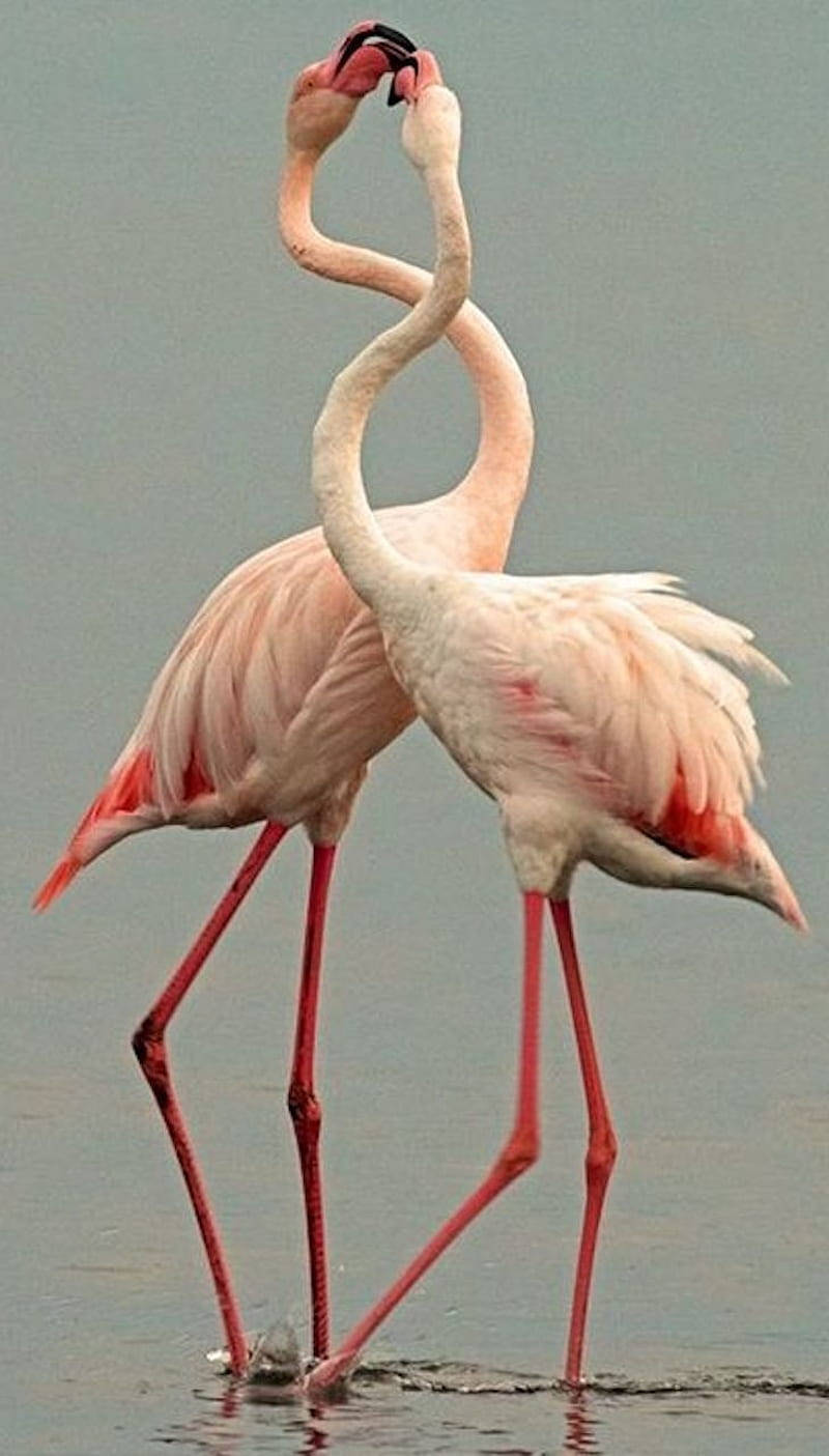 Lovely Pink Birds Cleaning Background