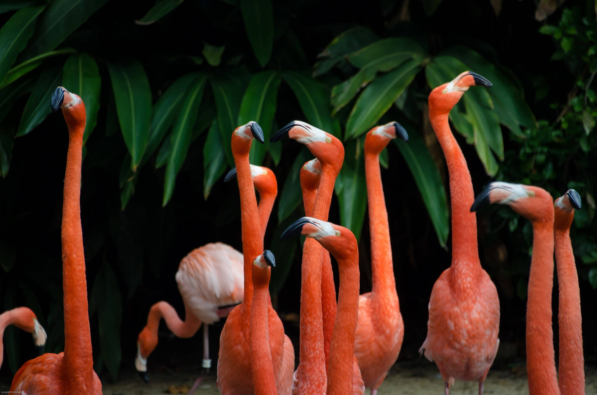Lovely Pink Flamingo Birds Standing Around Background