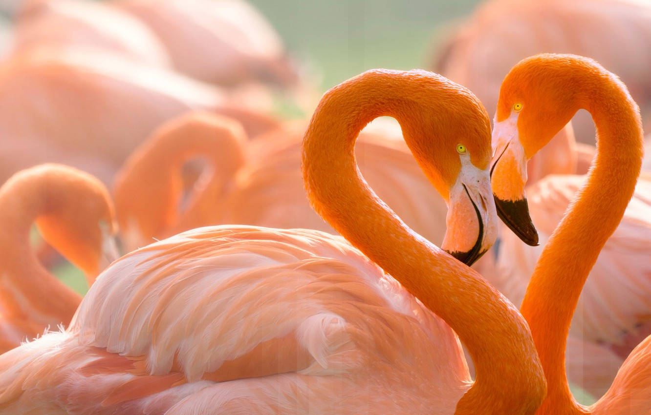 Lovely Pink Flamingo Birds
