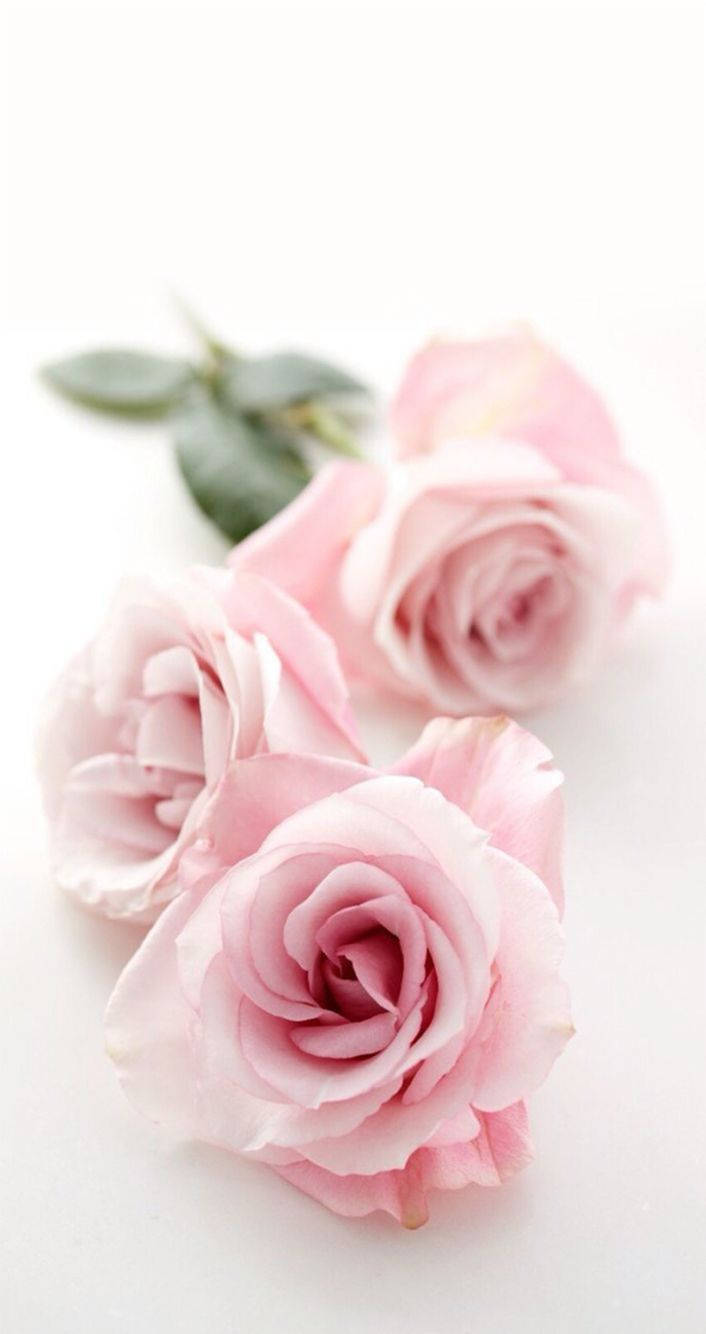 Lovely Pink Rose Iphone Background