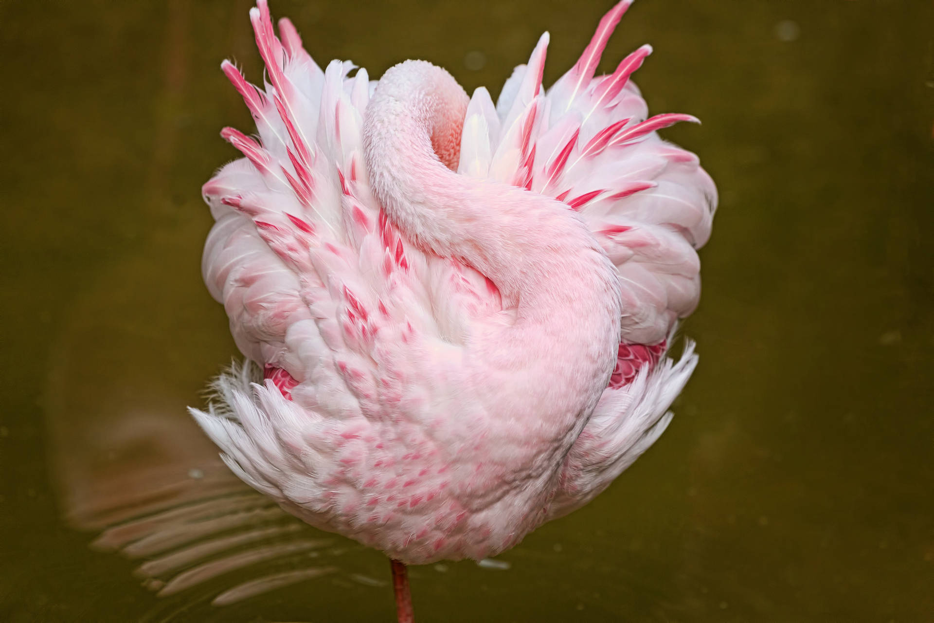 Lovely Pink Sleeping Flamingo Background