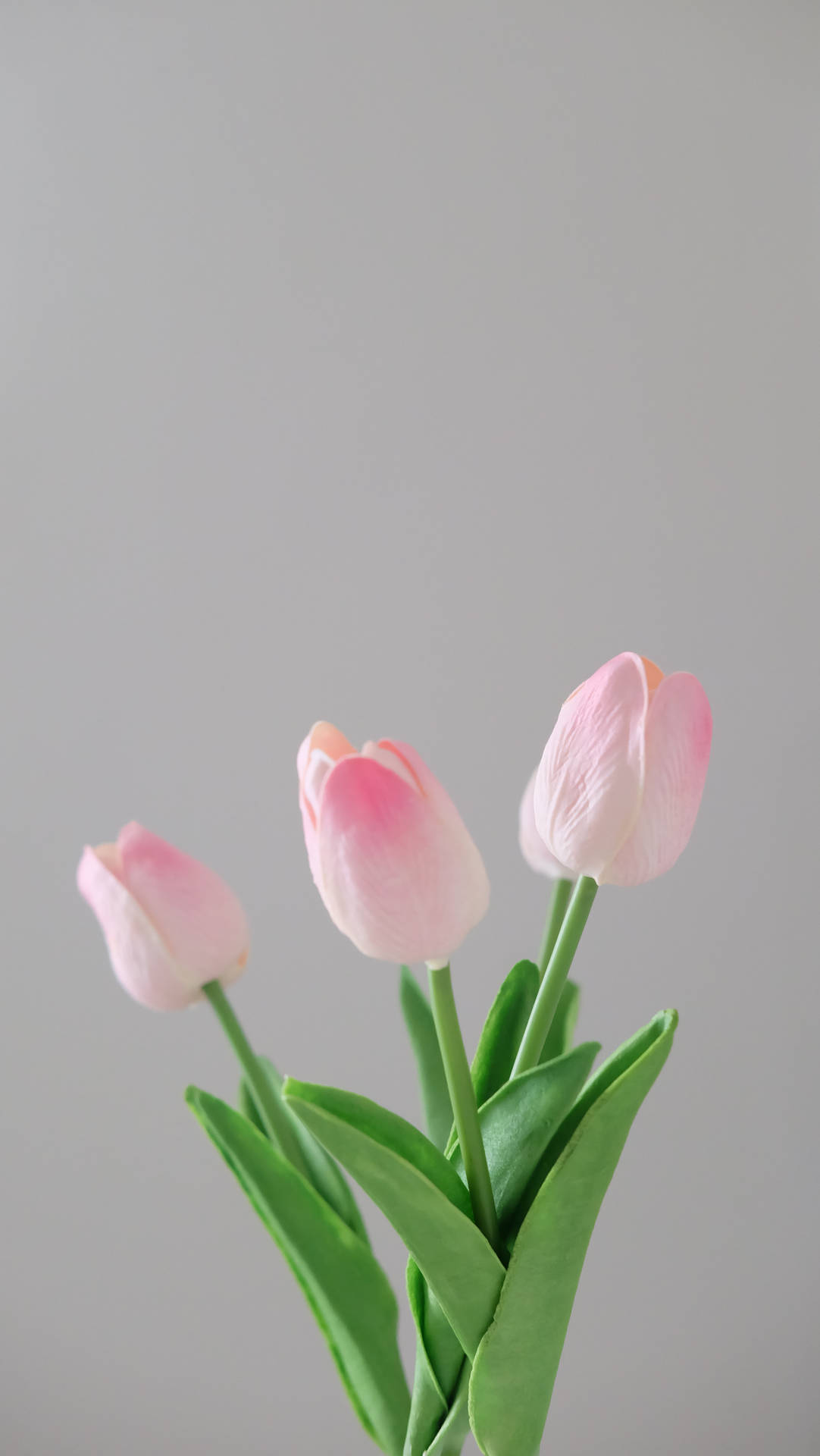 Lovely Powder Pink Tulips