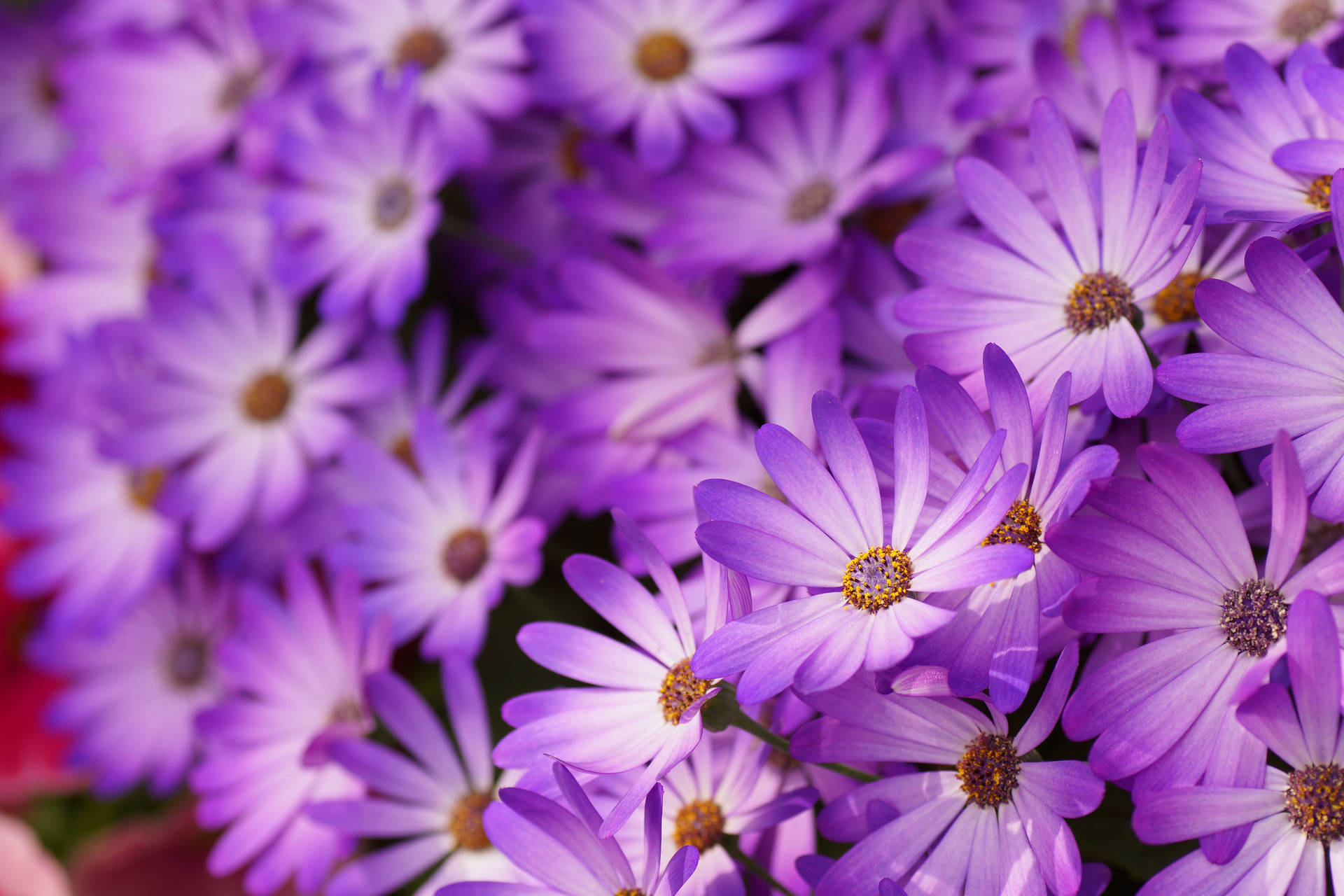 Lovely Purple Daisy