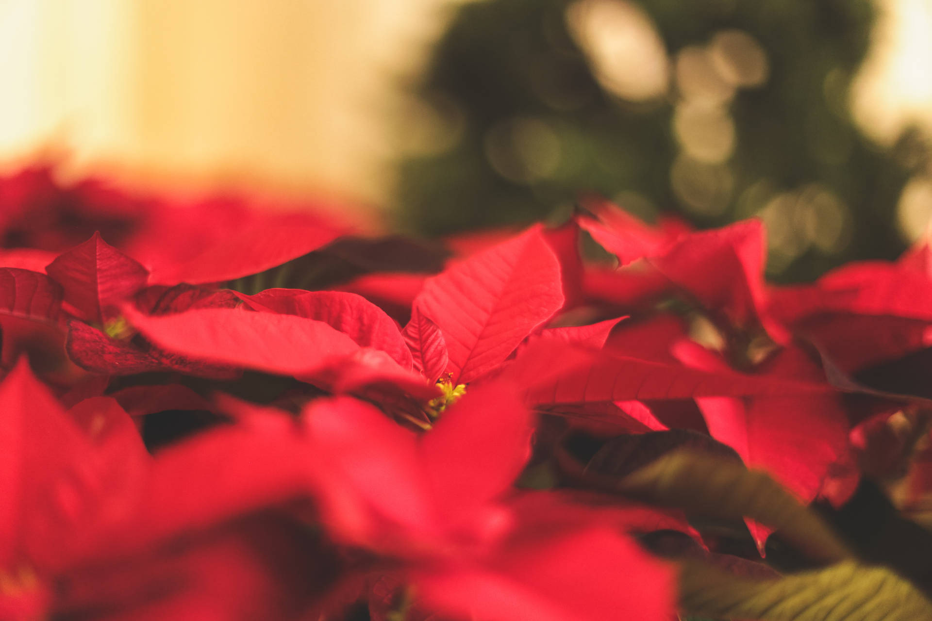 Lovely Red Poinsettia Background