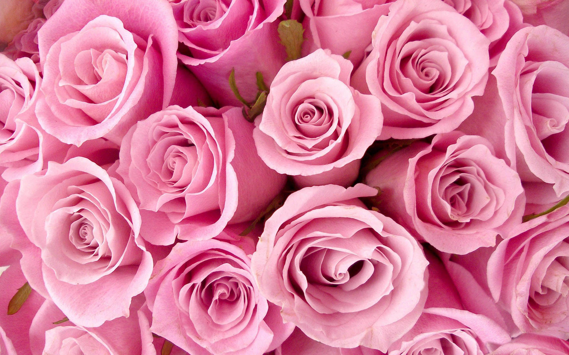 Lovely Rose Pink Flower Background