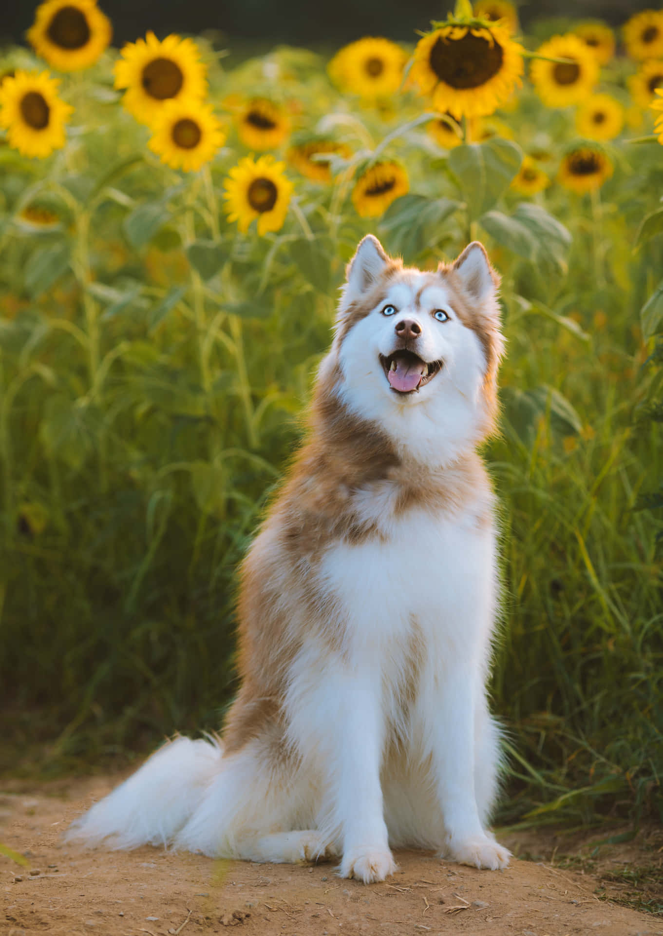 Lovely Siberian Husky Dog With Sunflowers Background