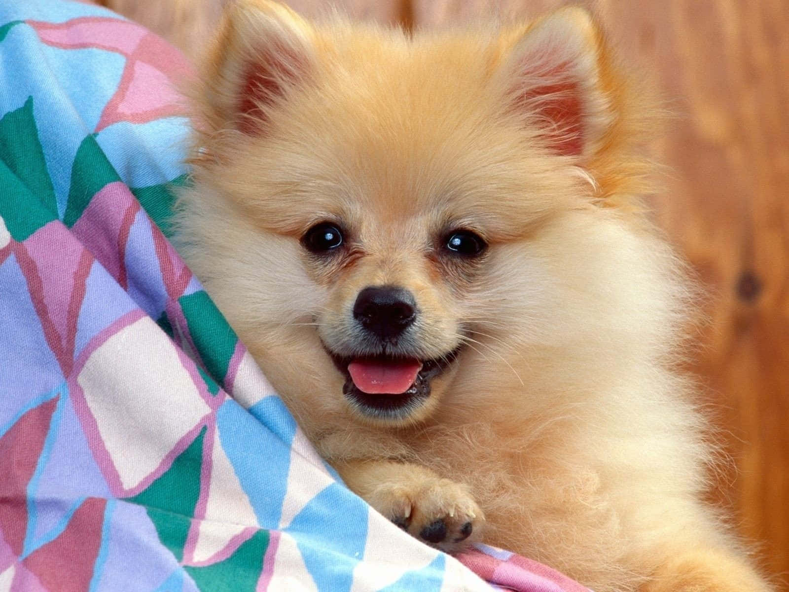 Lovely Smiling Small Dog Pomeranian Background