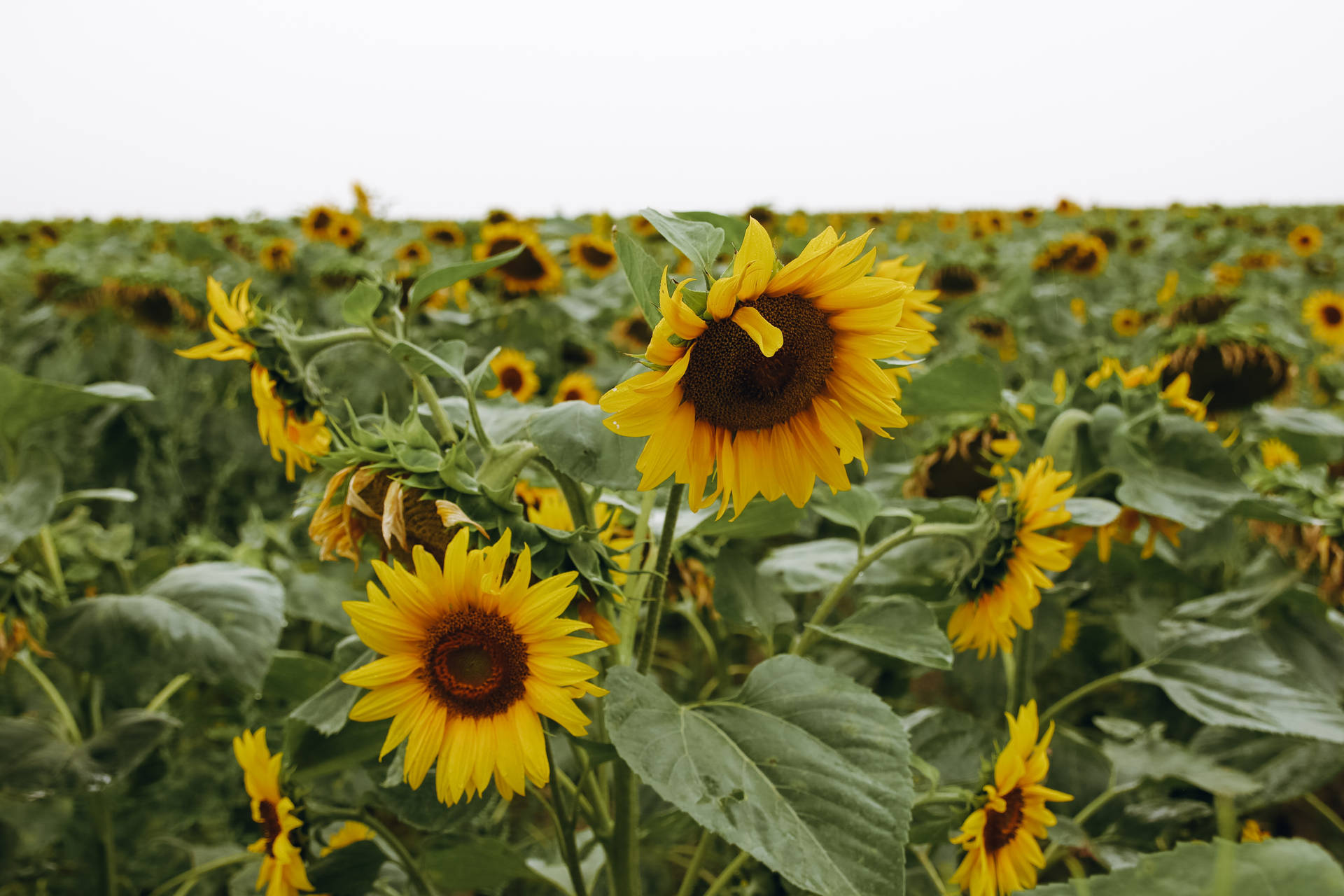 Lovely Sunflower Aesthetic Garden Background