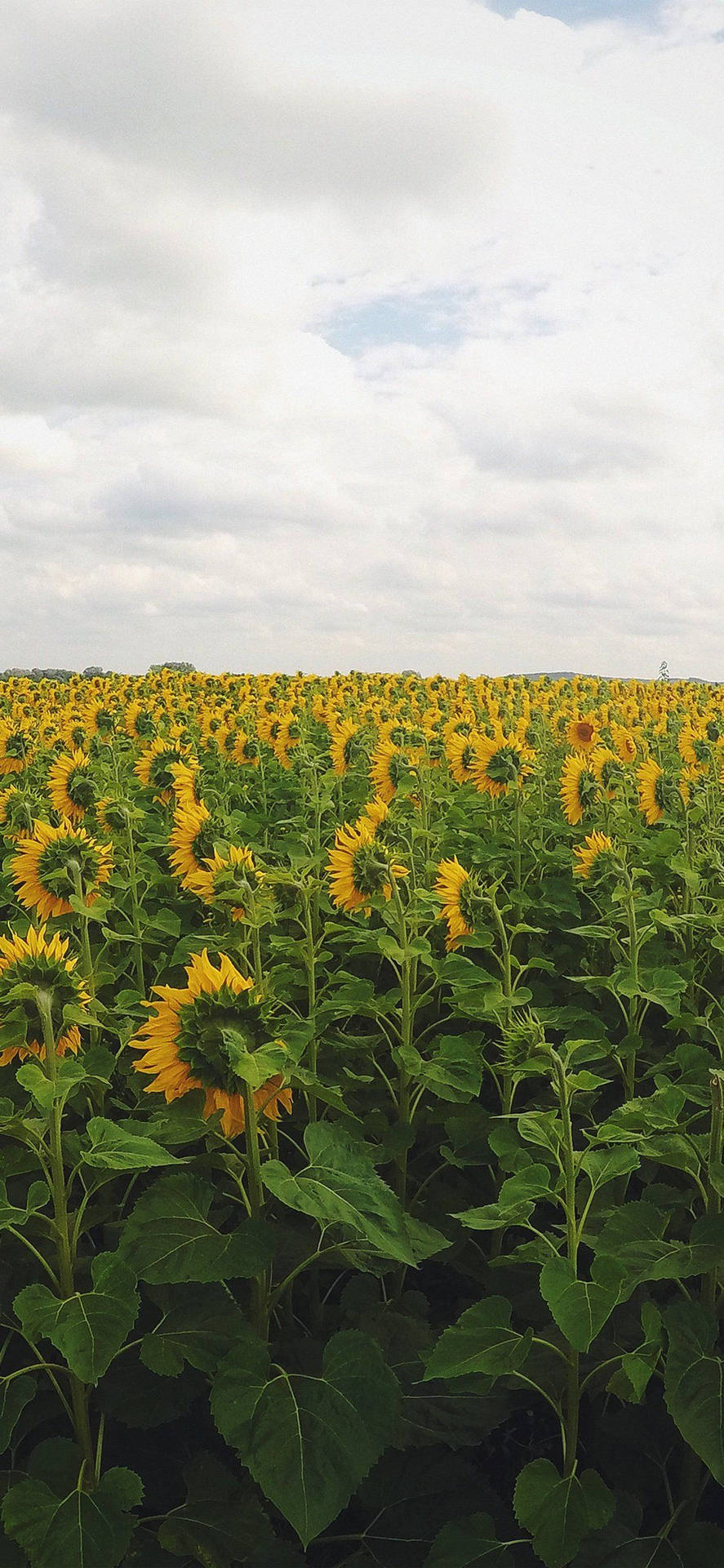 Lovely Sunflower Iphone Background Background