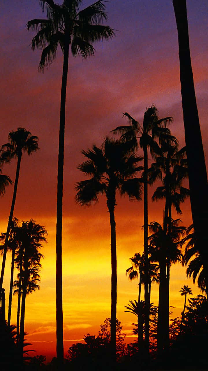 Lovely Sunset With Palm Tree Background