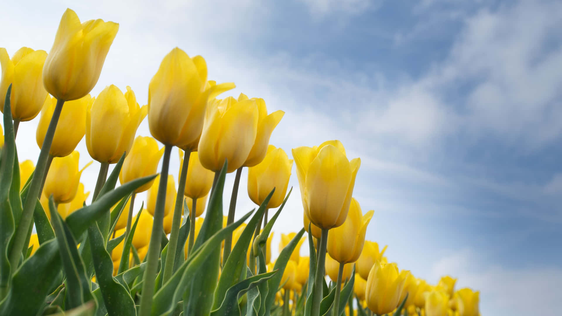 Lovely Tulips In Yellow Aesthetic Flower Desktop Background