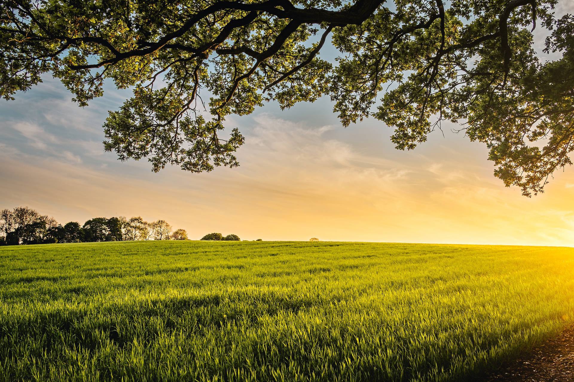 Lovely Wheat Farm Under The Tree At Sunrise Background