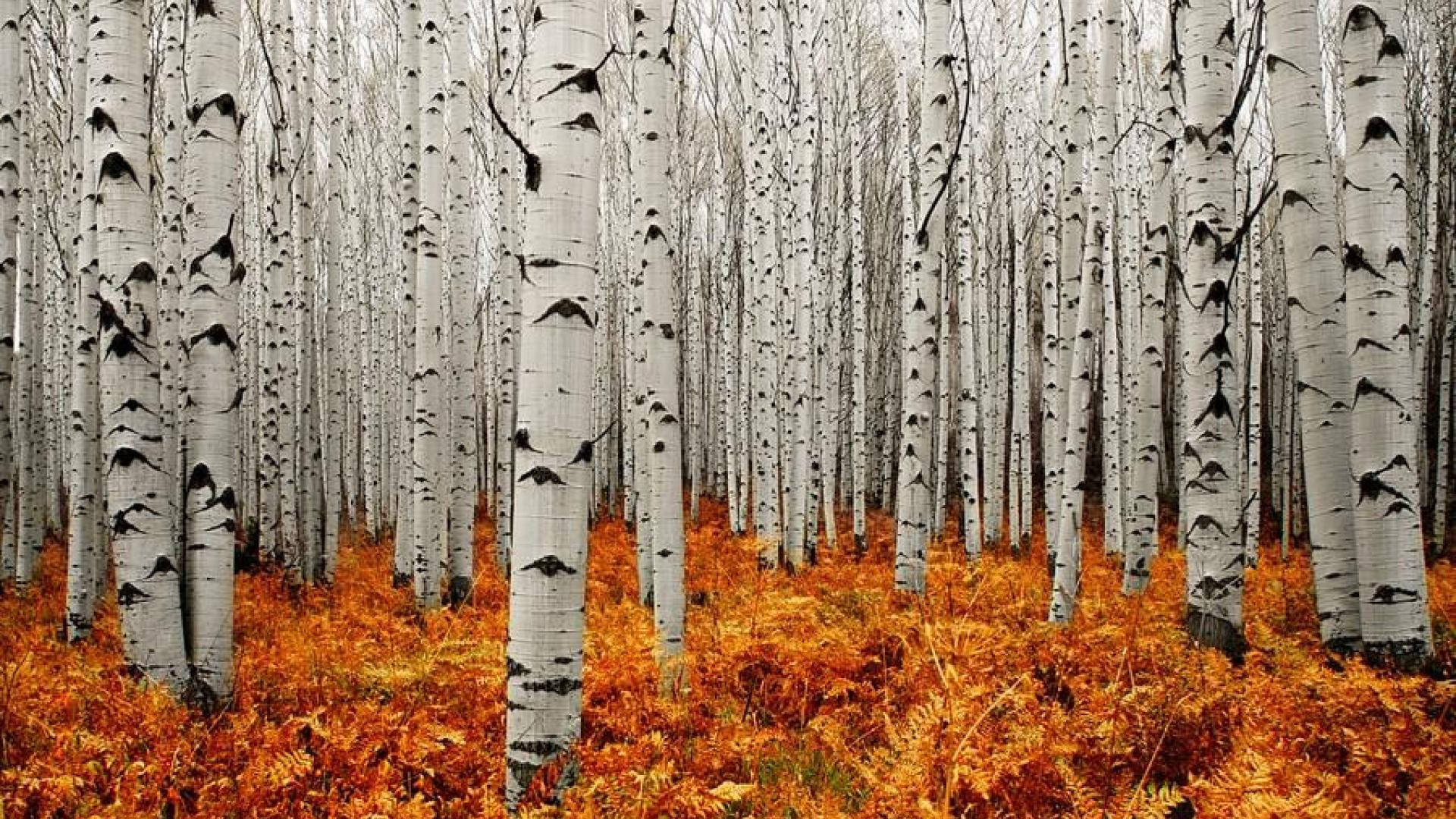 Lovely White Birch Tree Autumn Background