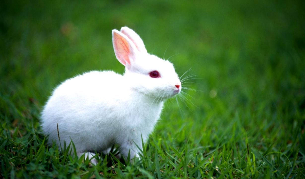 Lovely White Bunny Background