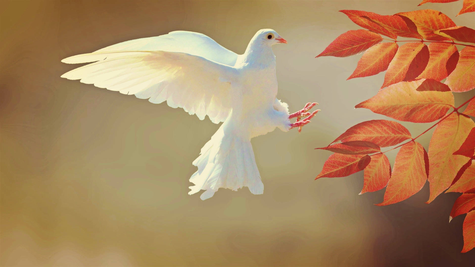 Lovely White Dove Background