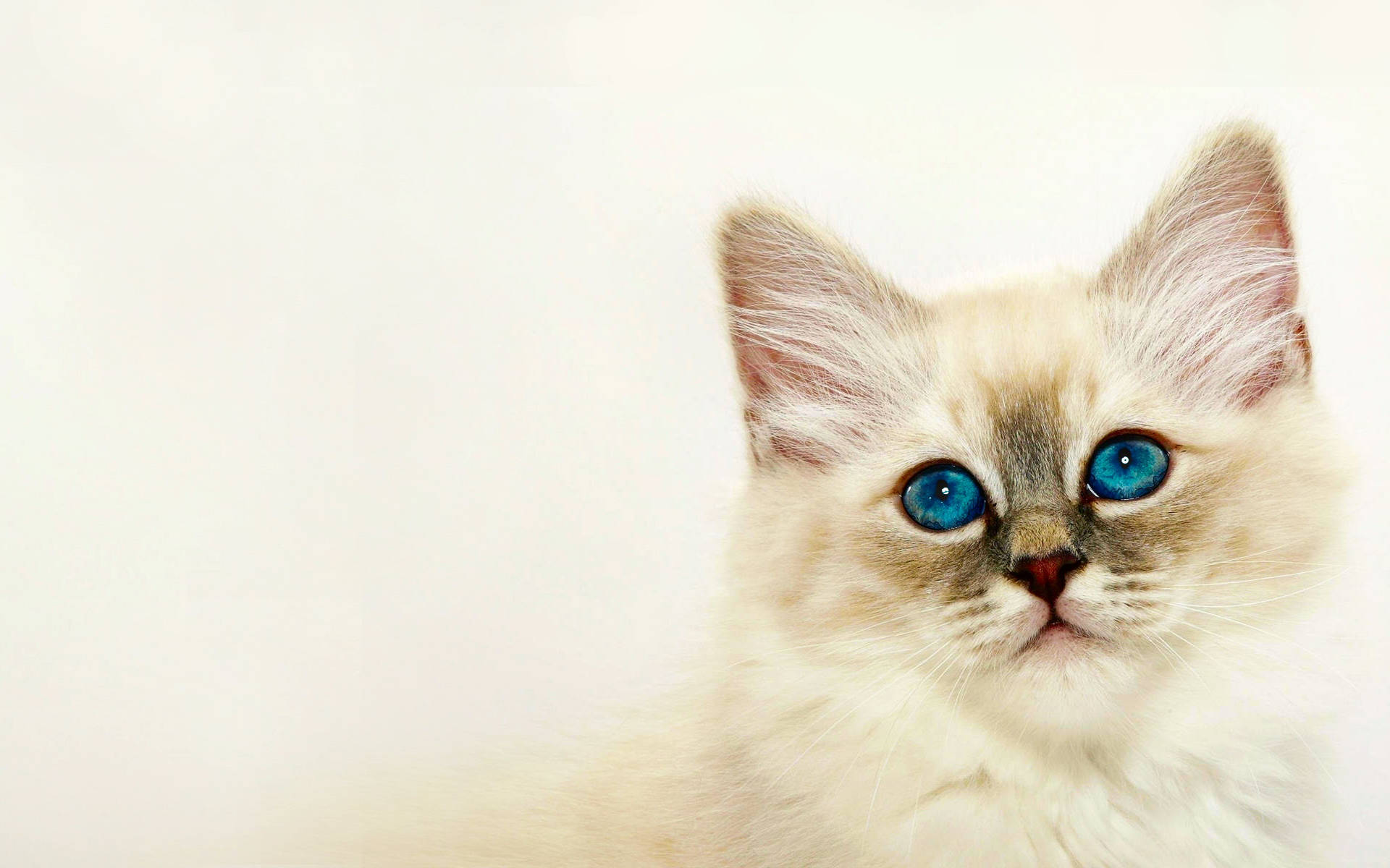Lovely White Kitten Background