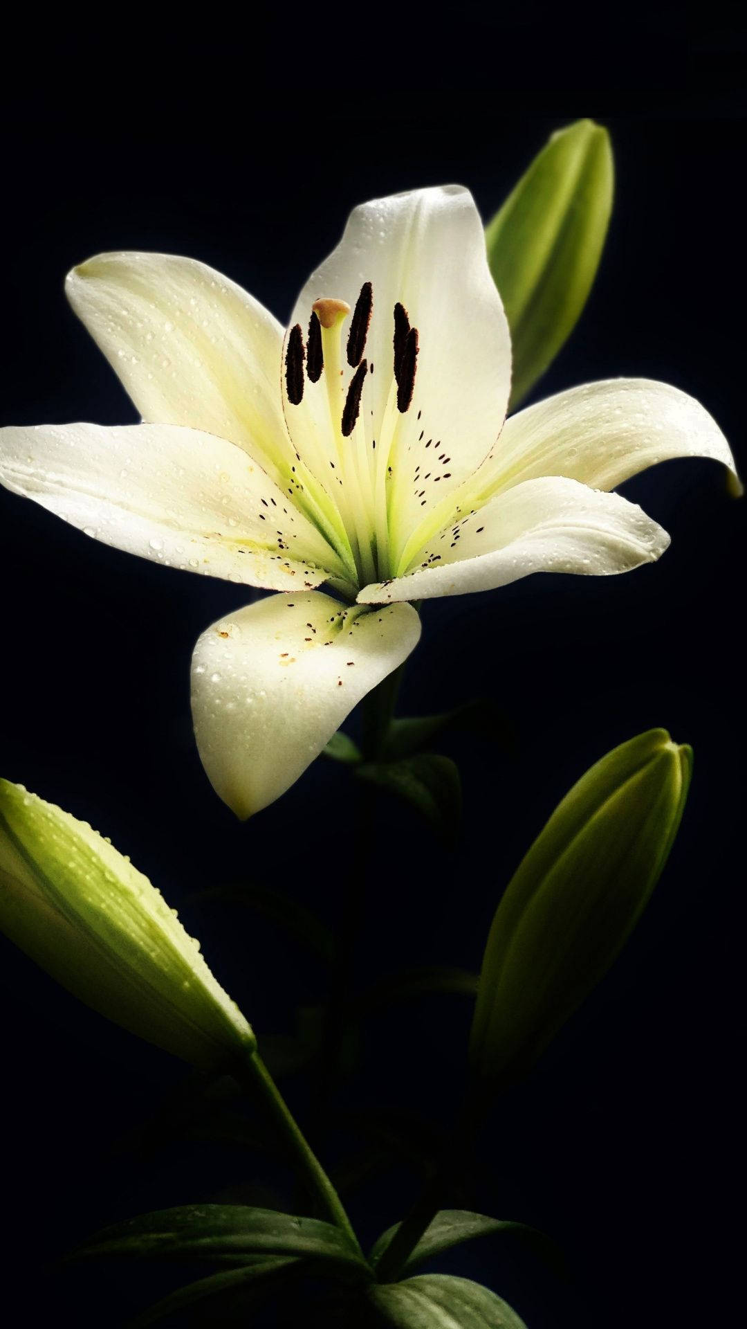 Lovely White Lily In Dark Background
