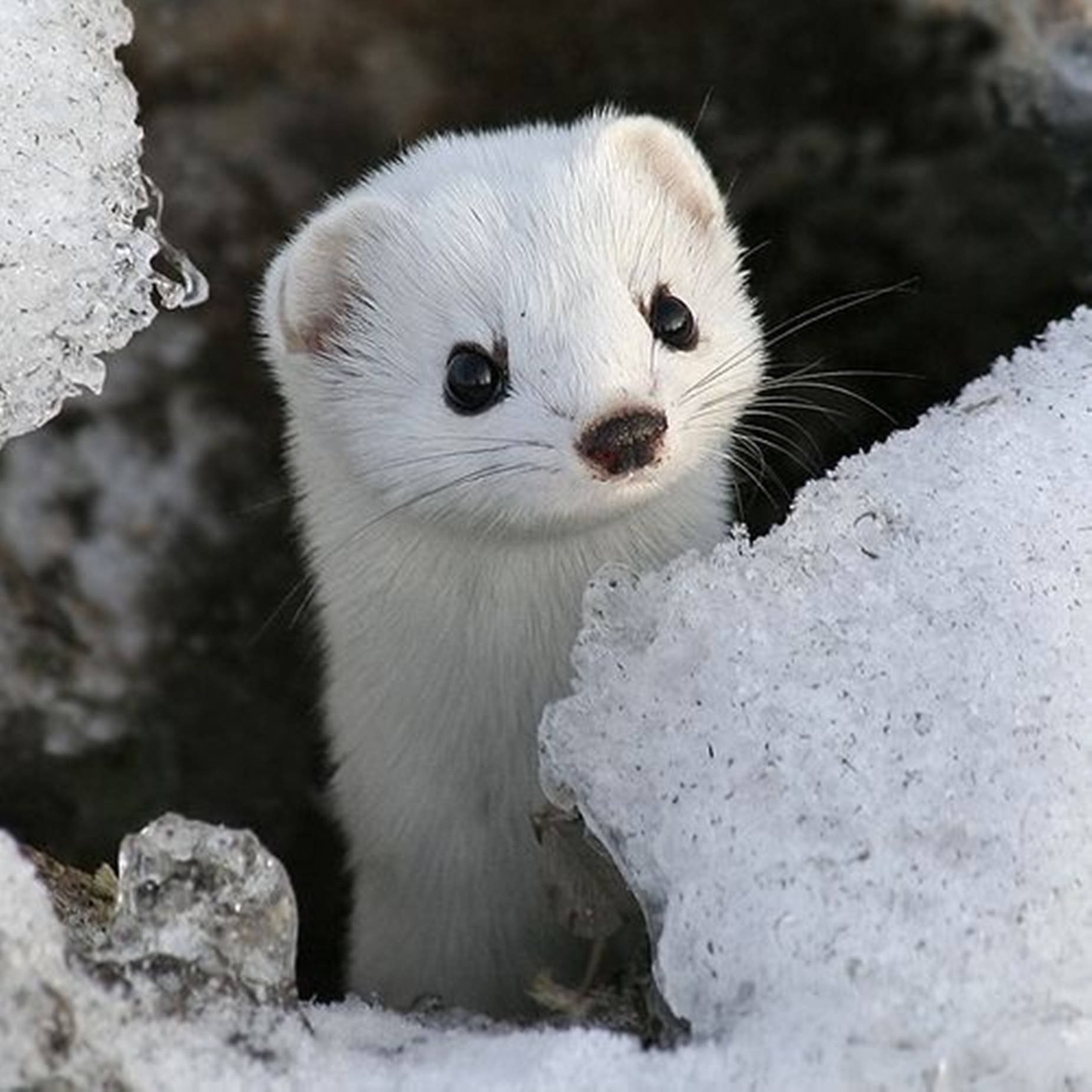 Lovely White Mink With Wide Eyes Background