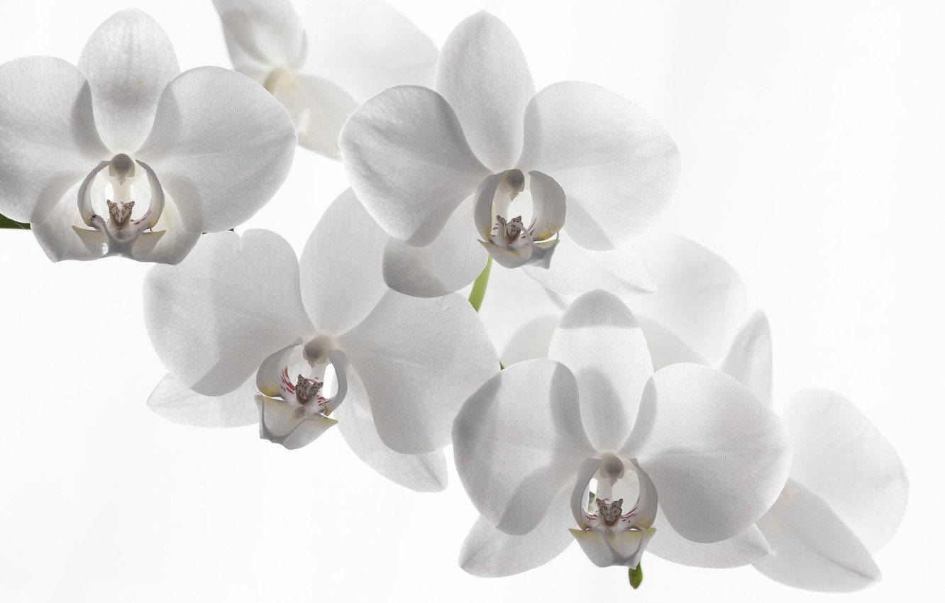 Lovely White Orchid Minimalist