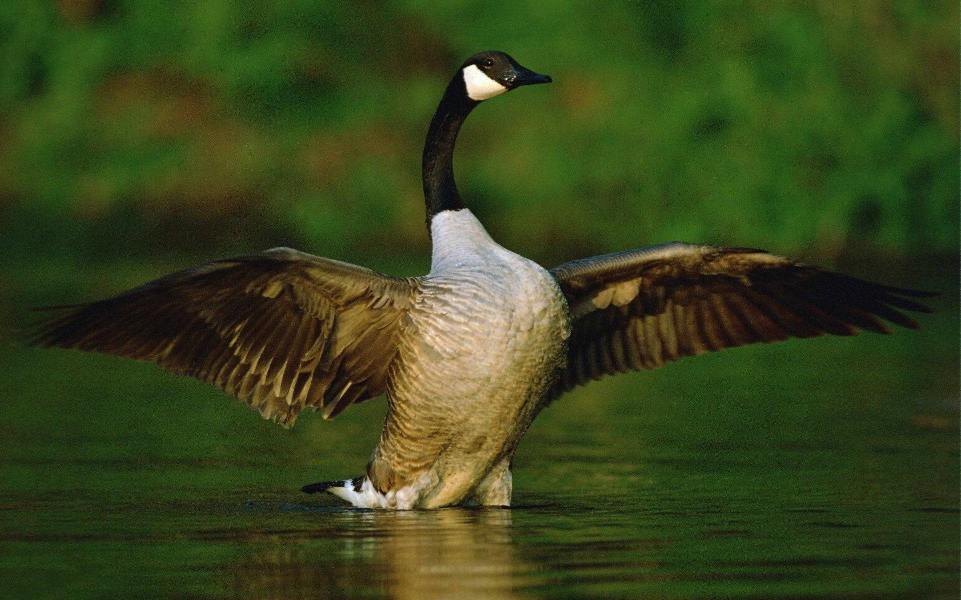 Lovely Wild Goose Background