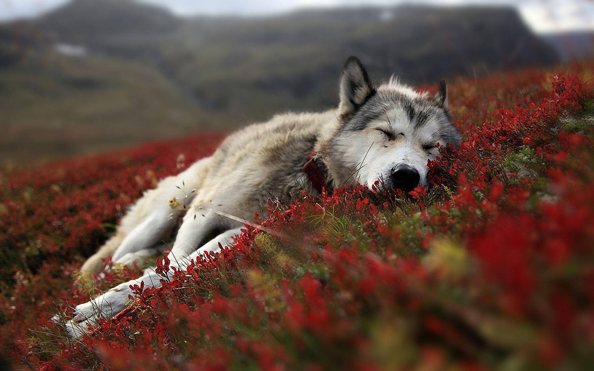 Lovely Wolf Desktop Background