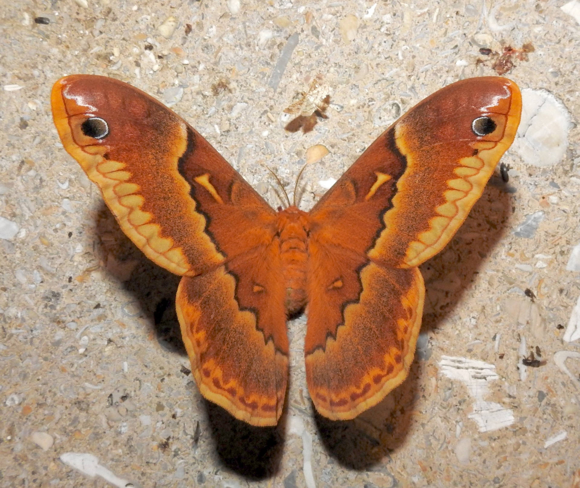 Lovely Yellow Orage Ailanthus Silkmoth Background