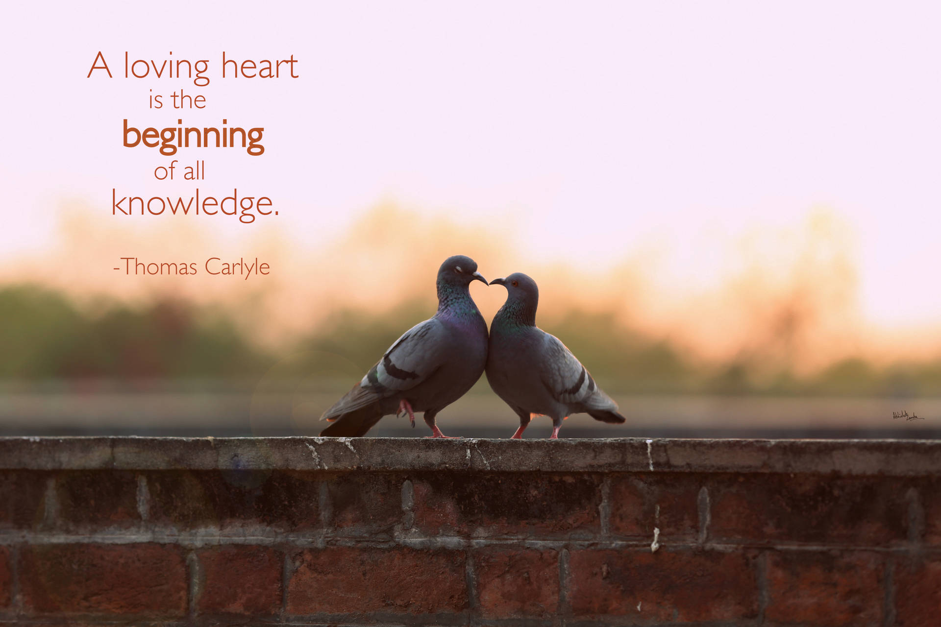 Loving Heart Love Birds Quote Background
