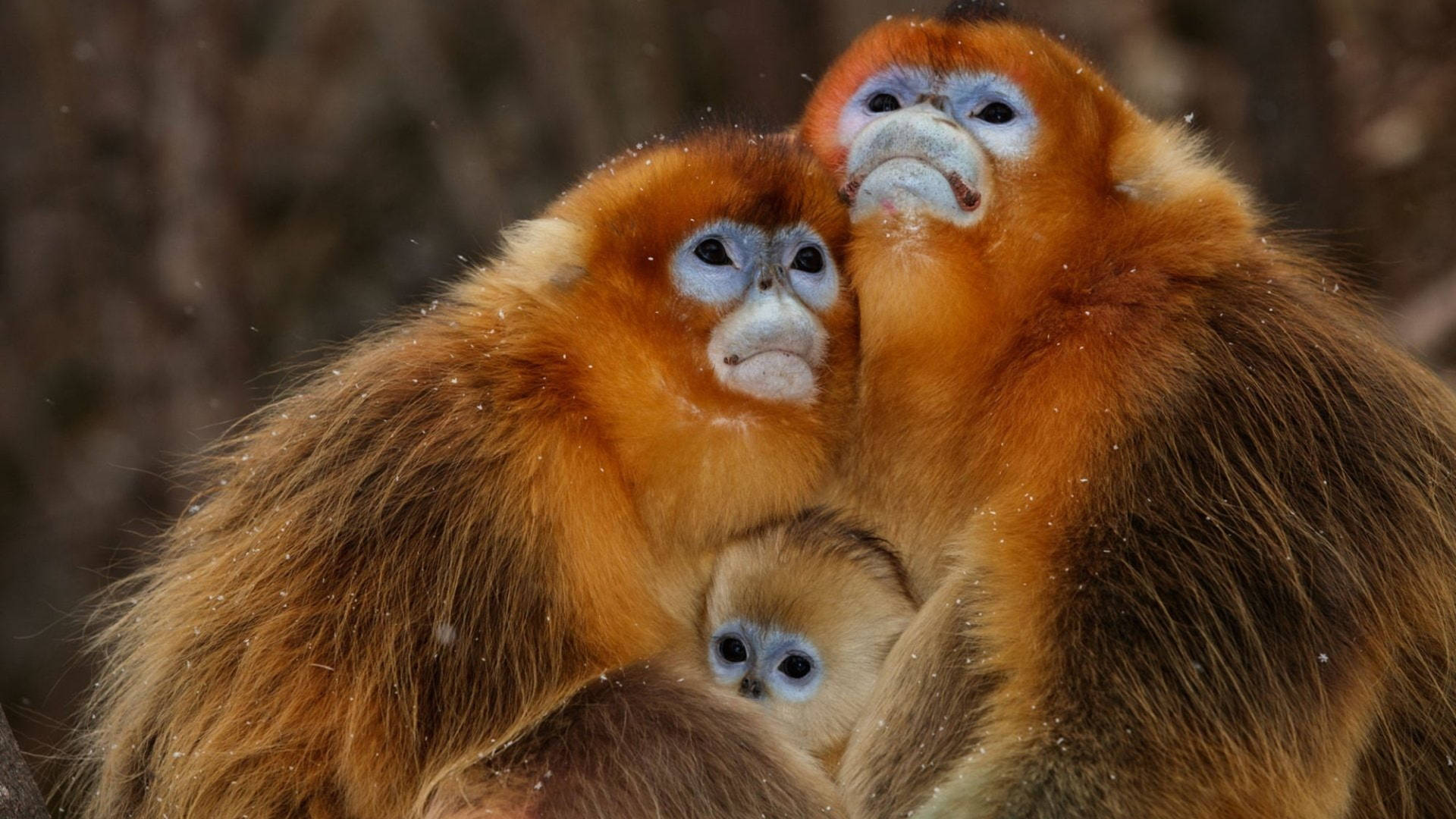 Loving Monkey Family Background