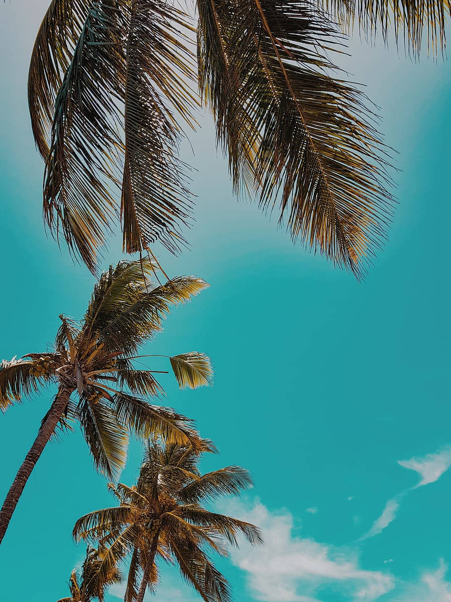 Low Angle Coconut Trees Background