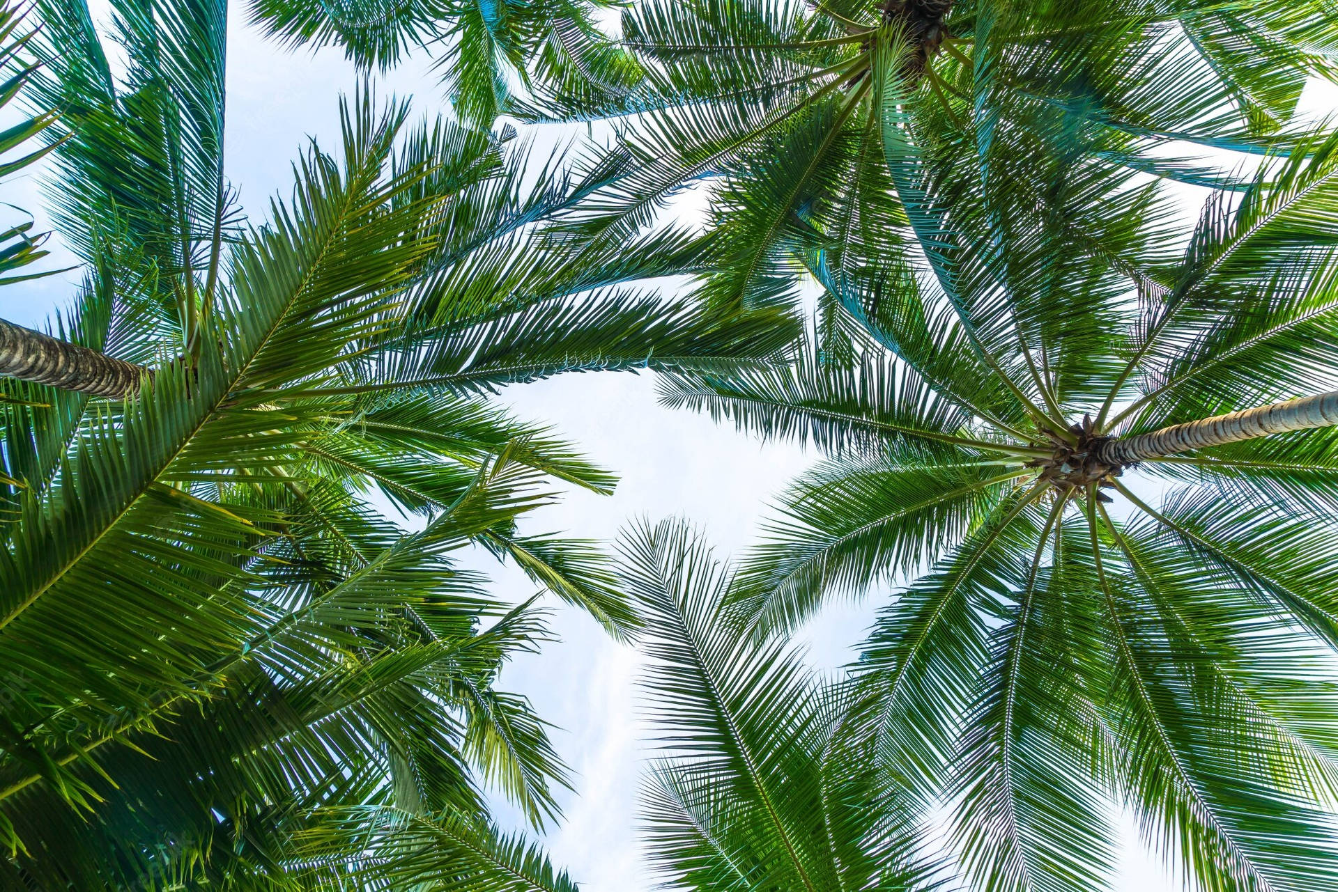 Low Angle Coconut Trees With Vibrant Leaves Background