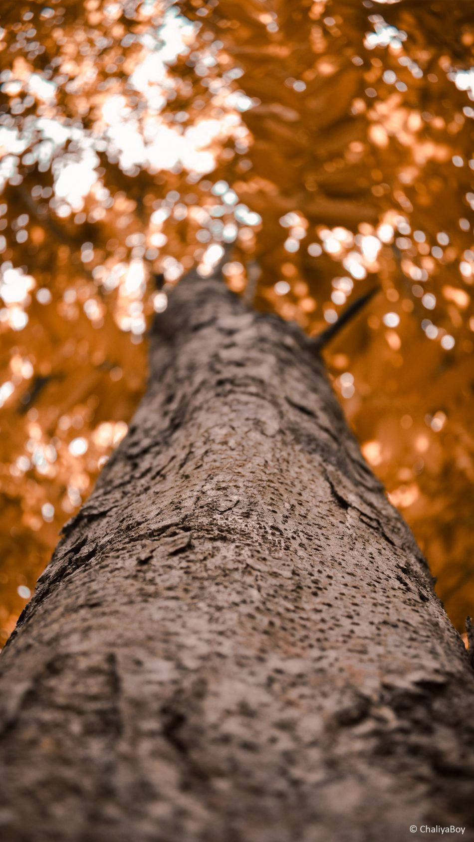 Low Angle Hd Photography Of Tree Background