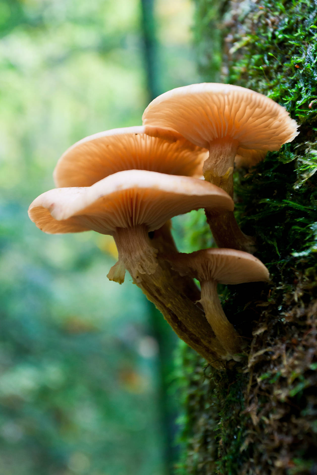 Low-angle Mushroom Aesthetic Background