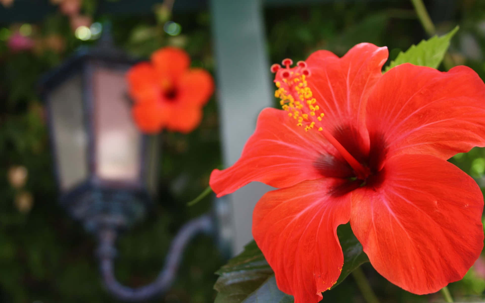 Low Angle Orange Hibiscus Flower