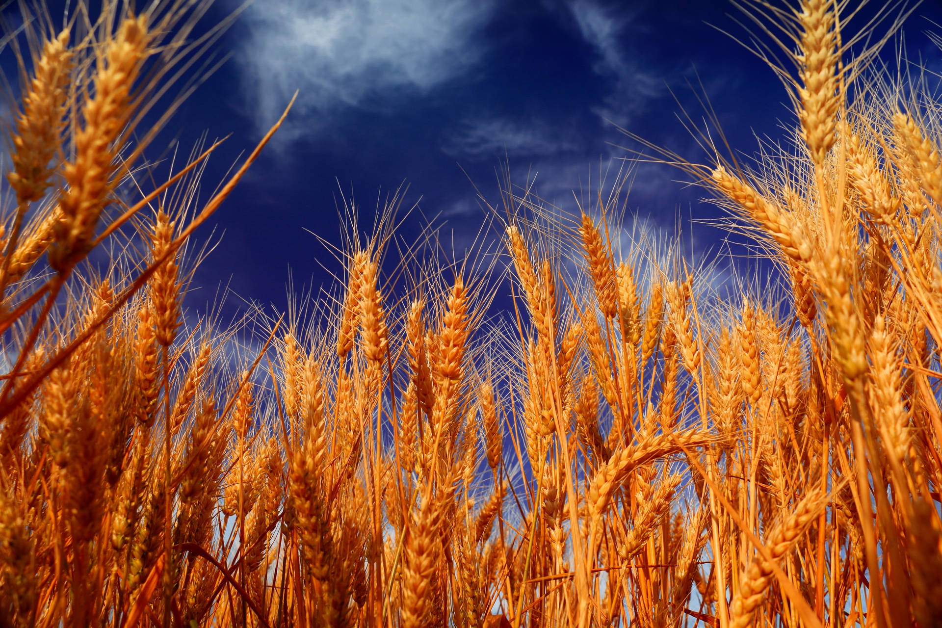 Low-angle Photo Of Wheat Field