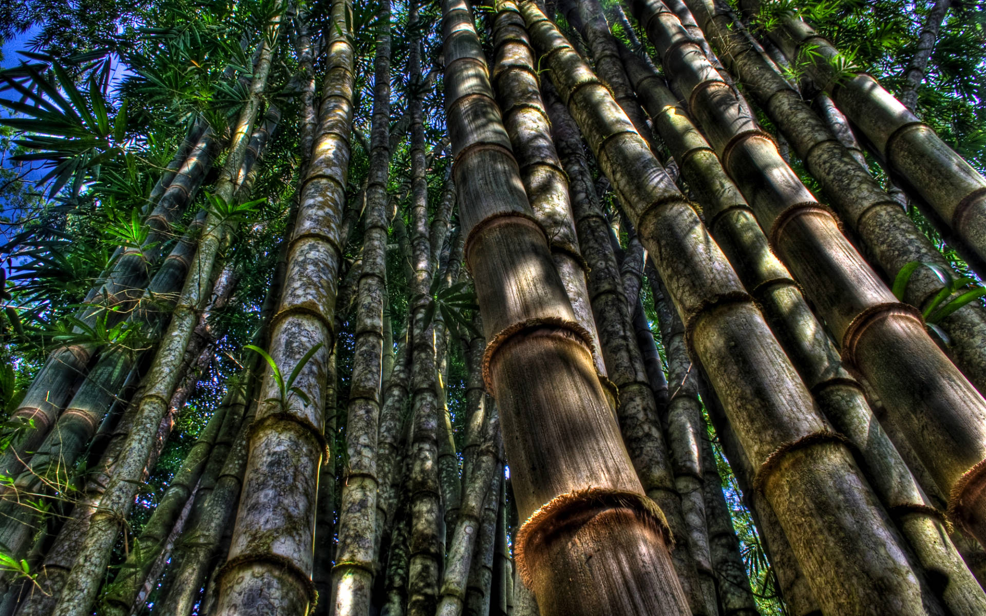 Low Angle Shot Bamboo Hd Background