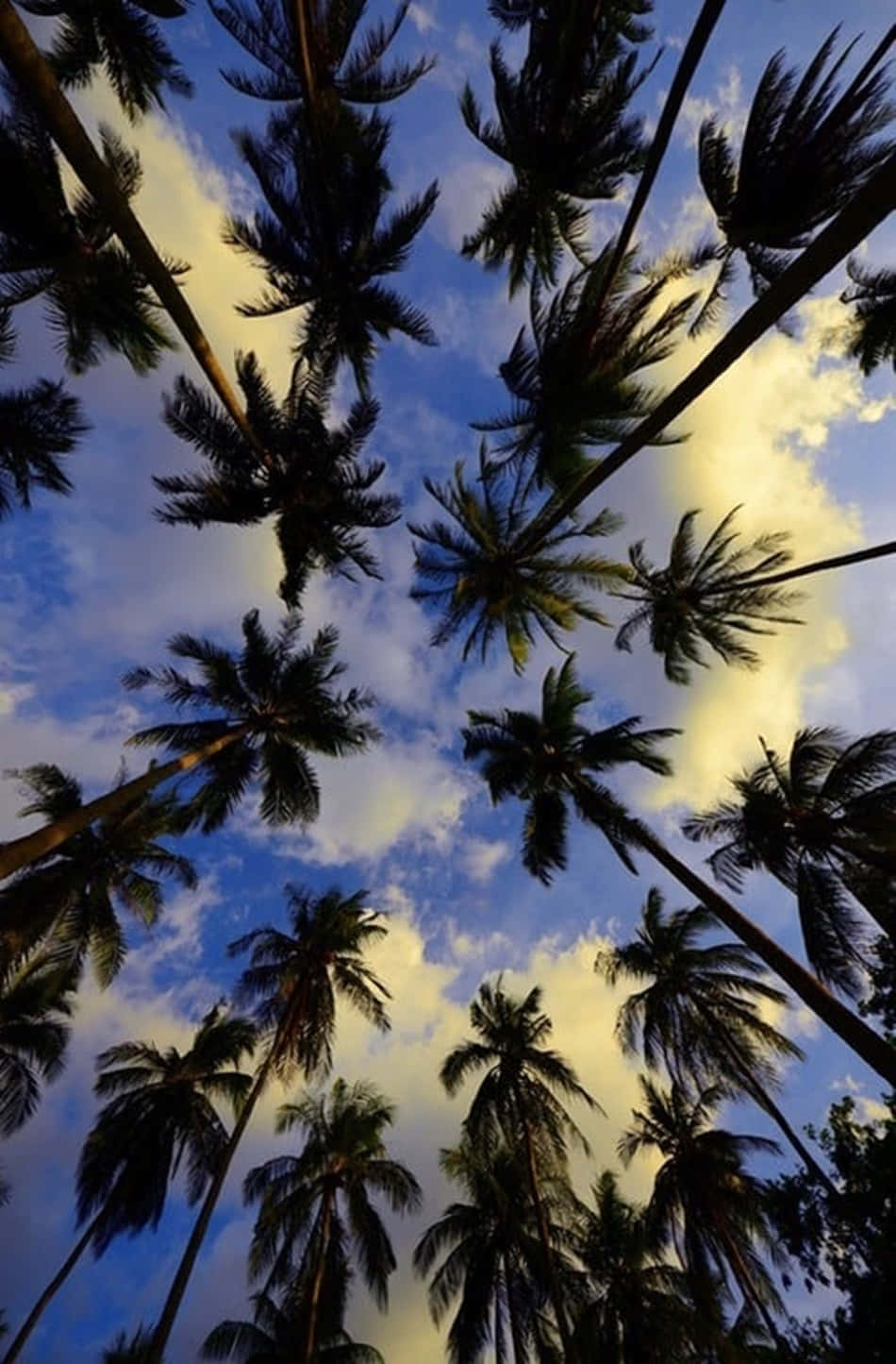 Low Angle Shot Palm Tree Iphone Background